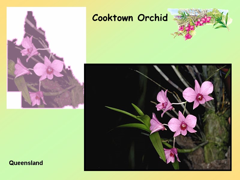 29 Cooktown Orchid Queensland